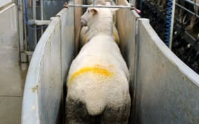 Sheep at Antara Ag Farms