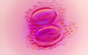 A two cell embryo