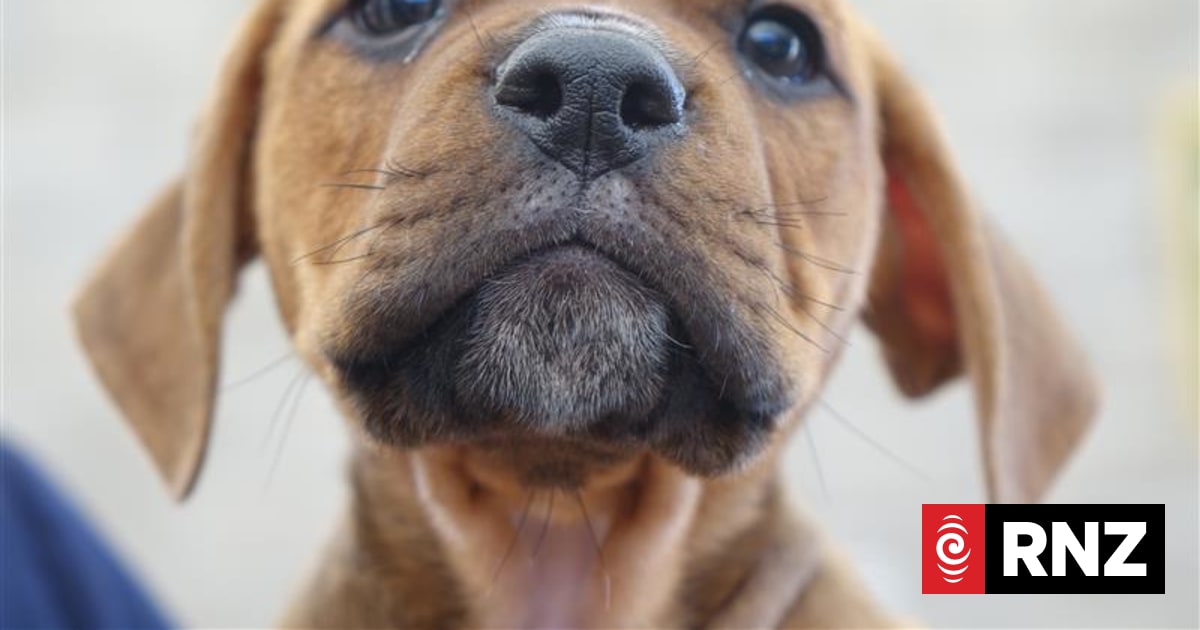 Government, SPCA putting $1.2 million towards desexing dogs | RNZ