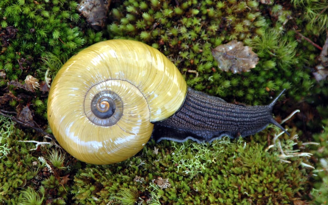 Powelliphanta superba prouseorum