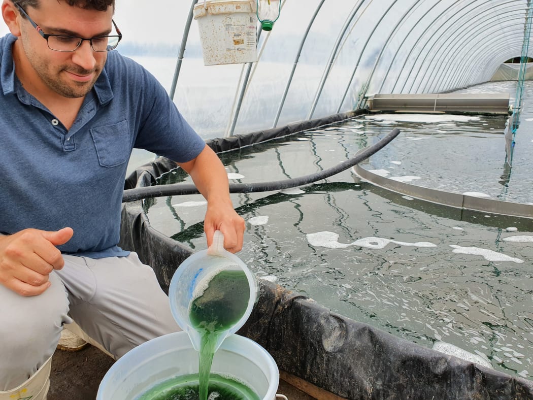 Benjamin Baril pours a specimen of the spirulina being farmed at NZ's first spirulina farm in Manawatu