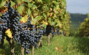 grapes, wine generic, grapes generic, vineyard