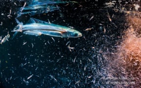 Flying fish at night feeding on krill, Arid Island. Great Barrier Island.