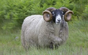Mature Scottish Blackface ram sheep Galloway Scotalnd. 
 
Biosphoto / Mark Boulton (Photo by Mark Boulton / Biosphoto / Biosphoto via AFP)