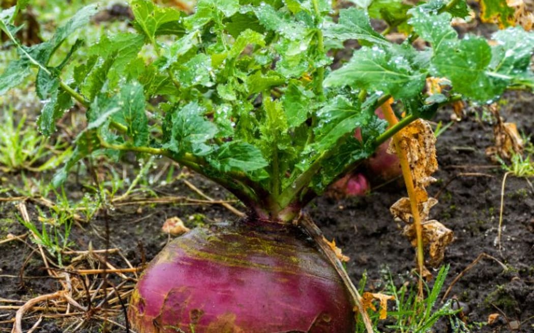 The competition features categories for swedes, beets, legumes and kale.