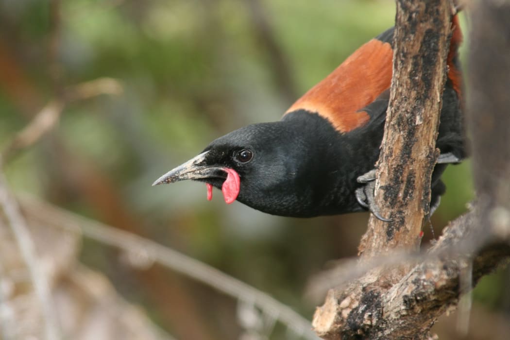 North Island Saddleback Philesturnus rufusater on Tiritiri Matangi Island, New Zealand.