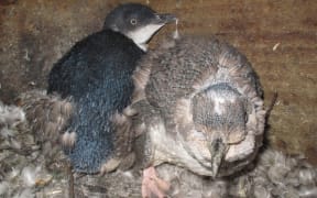 Adult little penguins in moult