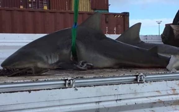 Shark culling in New Caledonia in 2019 following the attack on a boy.