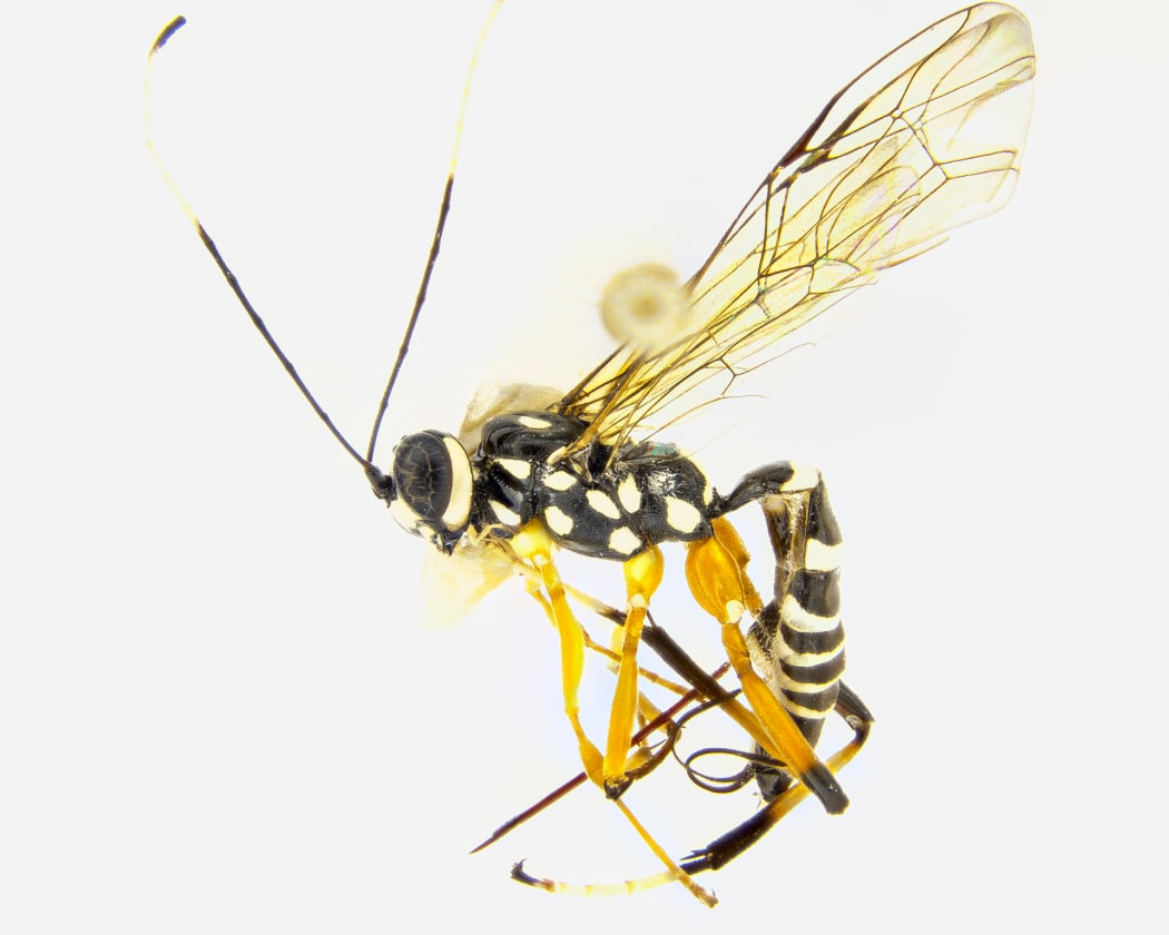 Parasitoid wasps have long antennae, four wings and a narrow 'wasp' waist. They are often yellow and black. This species is Xanthocryptus novozealandicus.