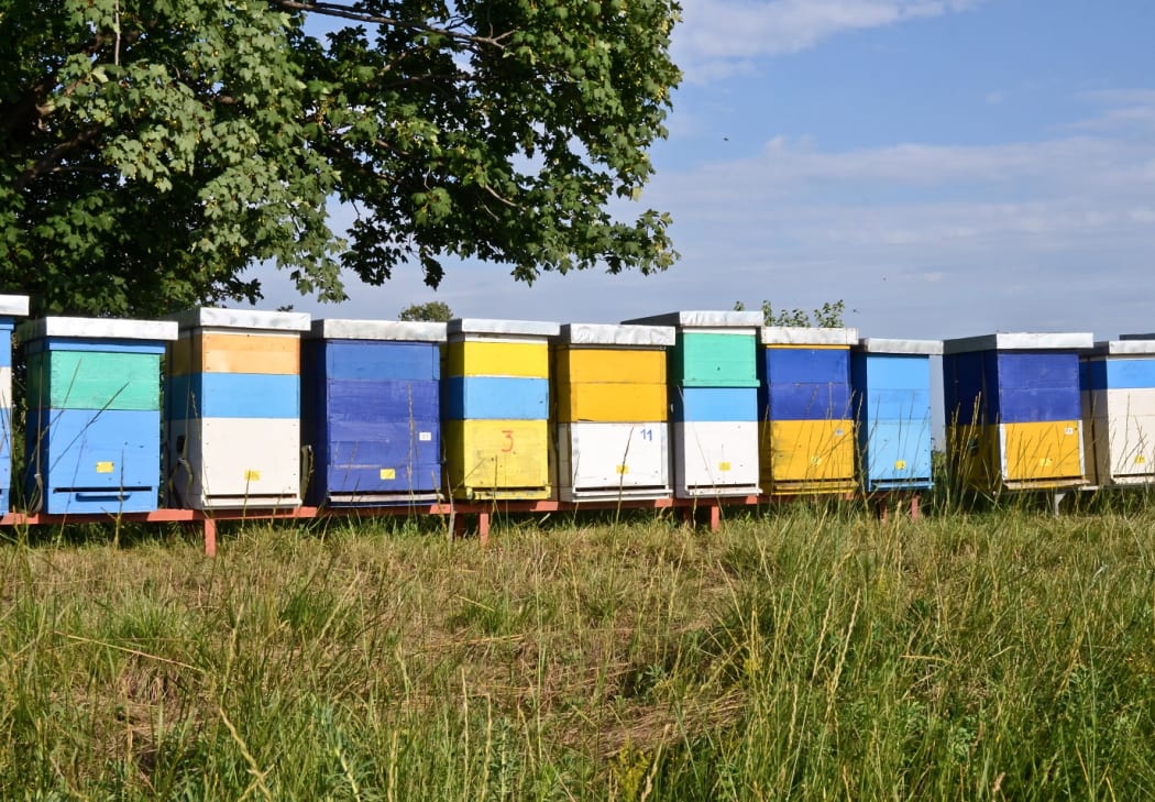 Beehives on farmland