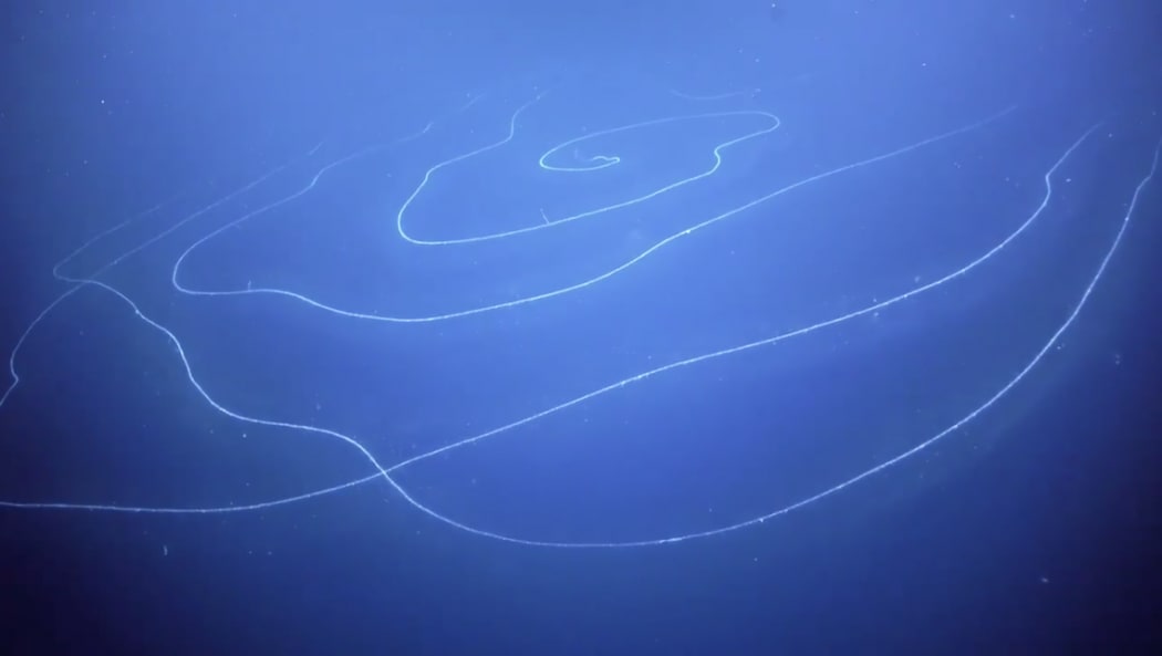 Siphonophores are predators that feed by dangling stinging tentacles in the water.