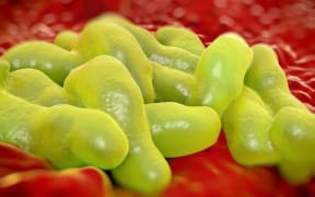 Campylobacter jejuni bacteria