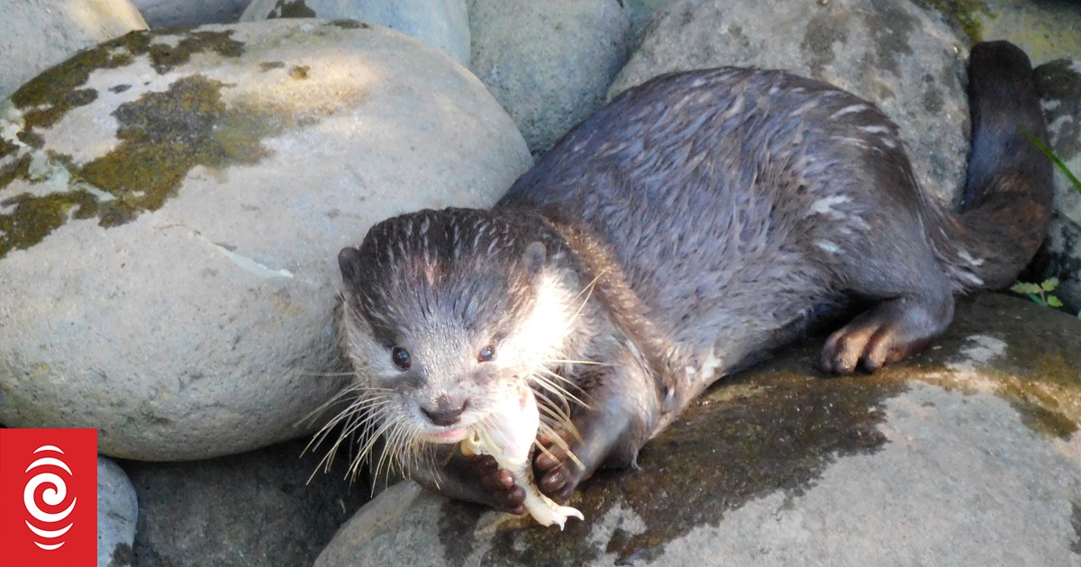 New Plymouth councillor questions cost of new otter enclosure at Brooklands Zoo - Vimarsana News