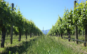 The group that represents Marlborough's vineyards and wineries are getting set for a return of the tourists, now that the main road past many of their front gates is back up and running.