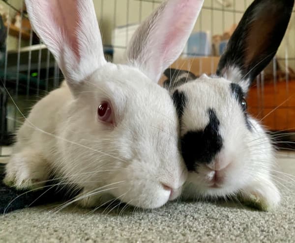 some of the pets and companion animals from across Aotearoa that will be listening to Concert for Animals on RNZ Concert.