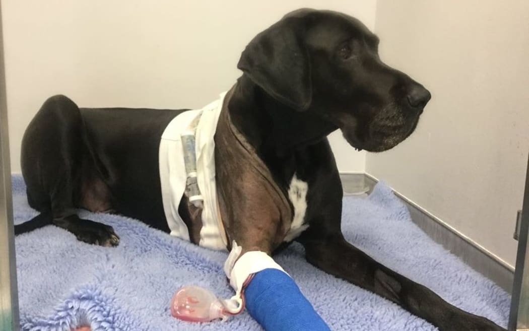 Leroy recovers from his operation last month.
