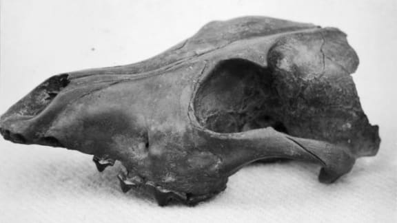 Skull of kuri (native dog) found at Roha-a-te-kawau island pa, Horowhenua district.