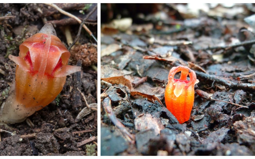 Left: Thismia rodwayi_Tim Rudman; Right: Thismia rodwayi flower_Tjouny