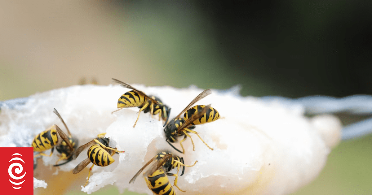 Huge 40-litre European wasp nest found in West Australian town