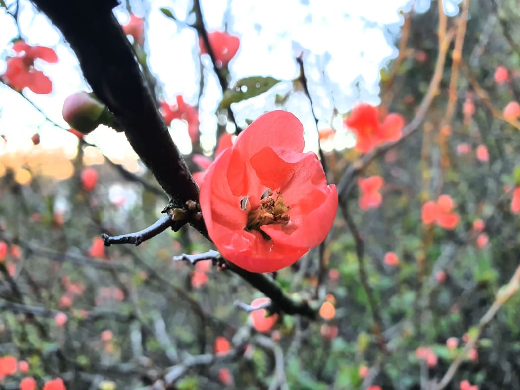 First signs of spring in Wairarapa