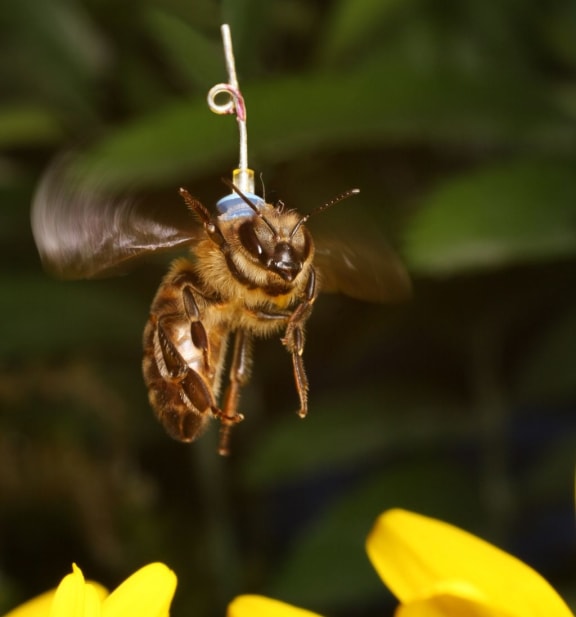 Honey bees provide a good model to study the effect of anaesthesia on circadian rhythms.