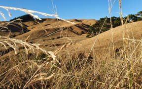 A parched paddock in southern Hawkes Bay