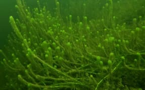 Lagarosiphon in Lake Paringa.