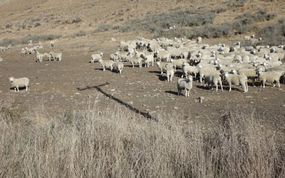 At the beginning of the year many parts of Canterbury were drought stricken.