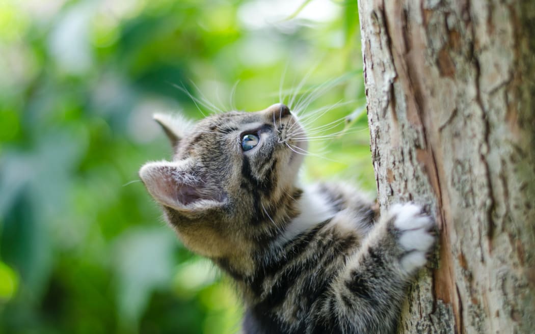 A kitten with its paws against a tree trunk looking up.