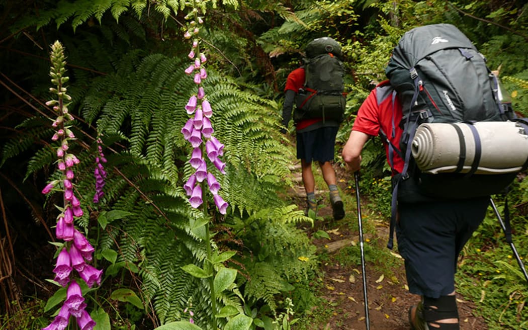 Tramping Whirinaki Forest