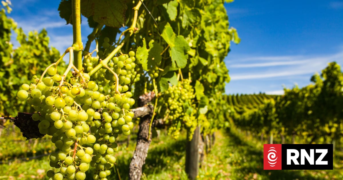 Increased sales see wine group pouring back into business