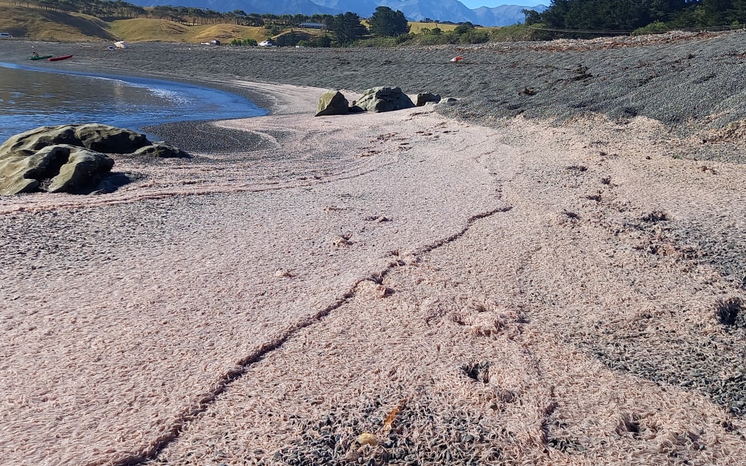 Krill at South Bay in Kaikōura.