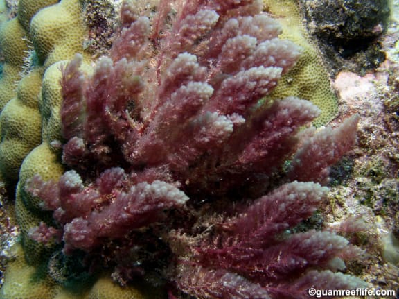 Asparagopsis taxiformis