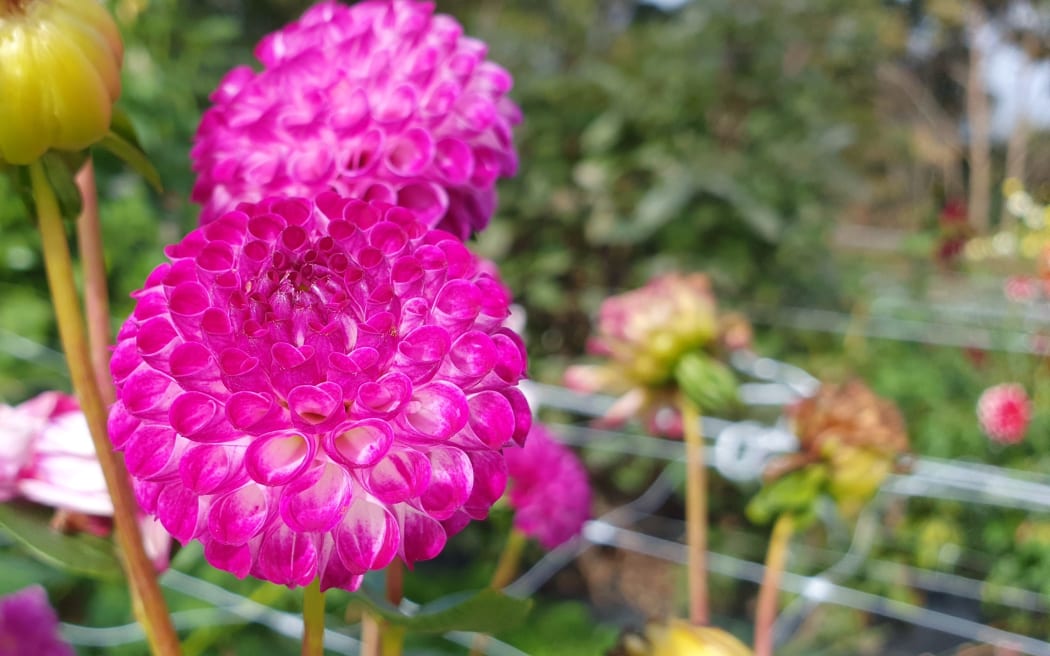 Dahlia