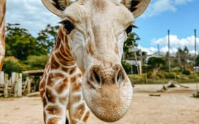 Jabali the giraffe at 10 months old.