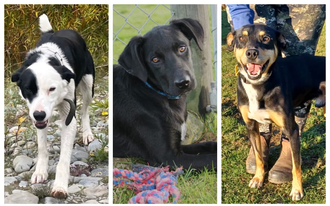 Retired Working Dogs currently has about 45 dogs available for adoption. Here's some of them.