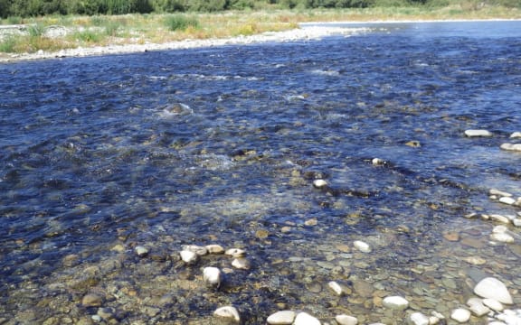 Potentially toxic benthic cyanobacteria in the Opihi River at SH1.