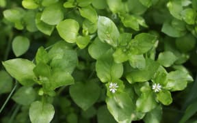 Chickweed, an edible wild plant