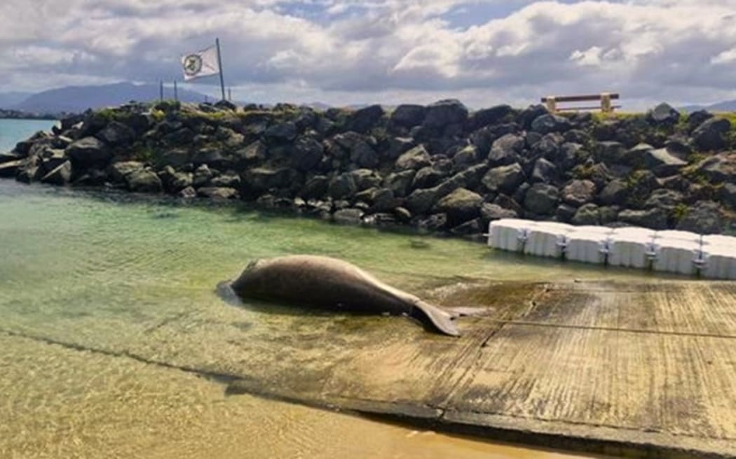 One of the two dugongs found dead last week in Nouméa – PHOTO Province Sud