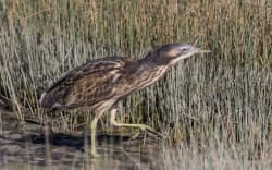 There are fewer than 1000 matuku-hūrepo/Australasian bittern left in Aotearoa.