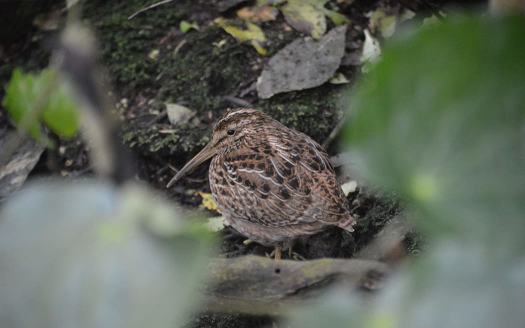Chatham Island Snipe on Rangitira