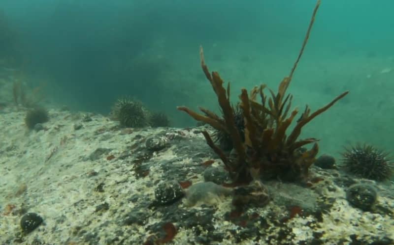 Abundant kina damaging reefs as fish numbers dwindle | RNZ
