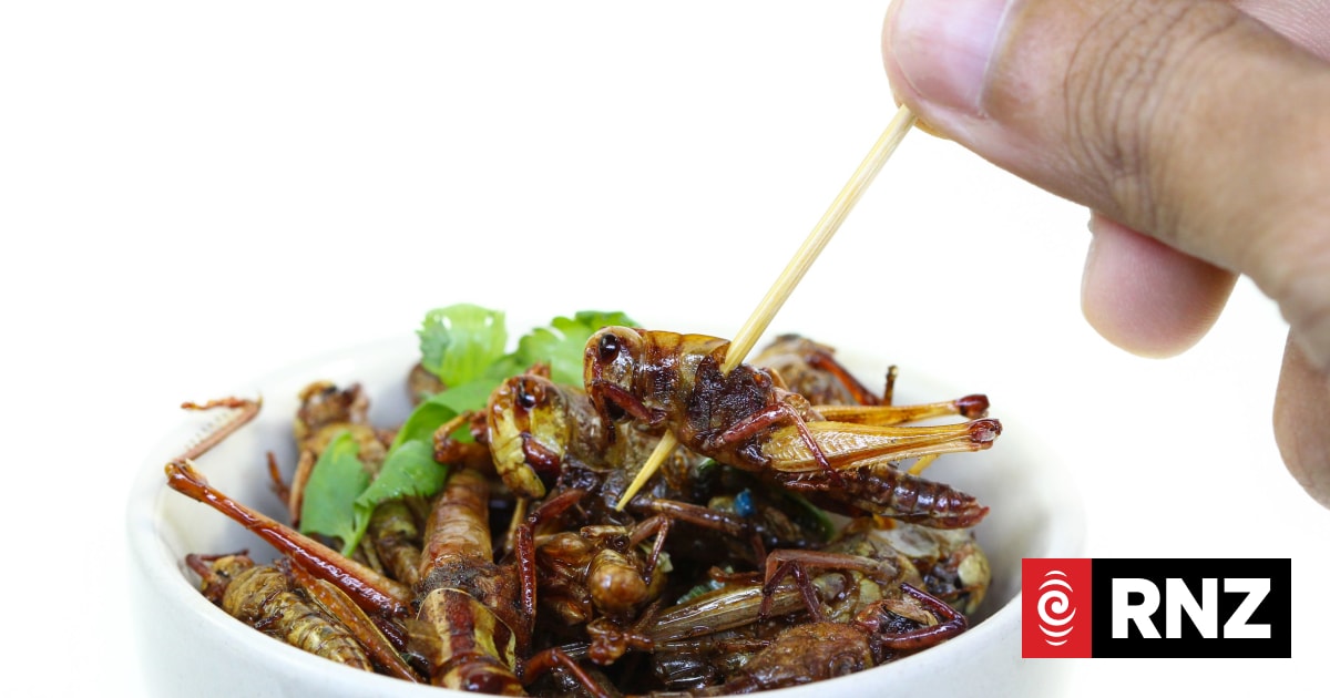 Insects on a plate: New Zealanders prefer crunchy over squishy, survey ...