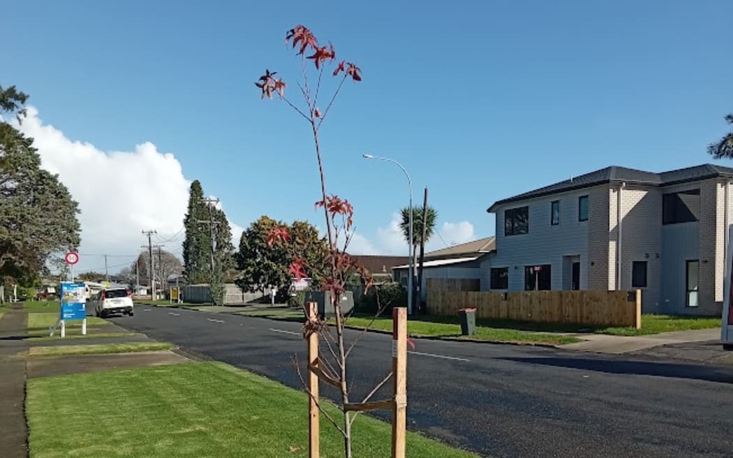 Liquidambar in Youngs Rd in Auckland