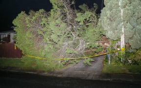 Tree has come down on a property in Glen Marine Parade in Glendene