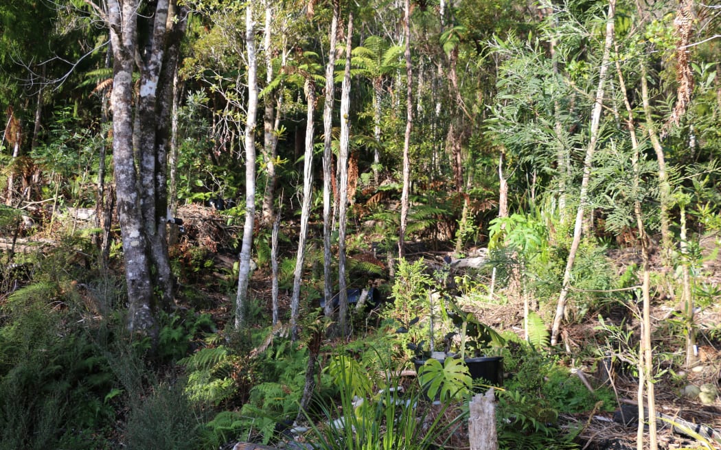 West Coast Agroforestry