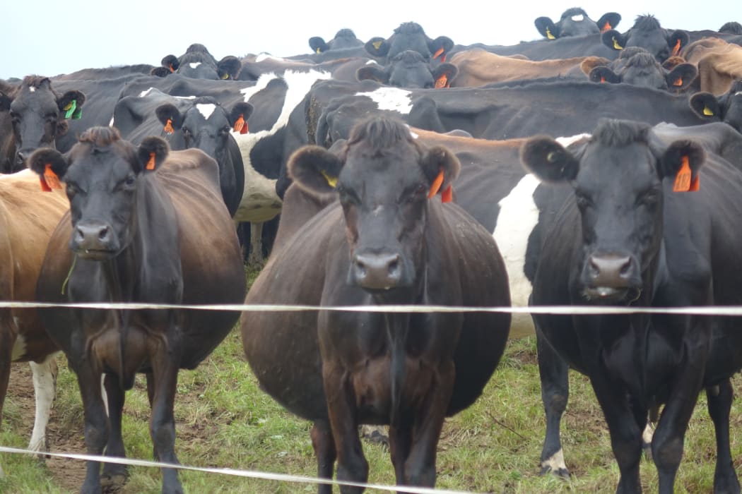 The average dairy herd has doubled in size over the last 20 years.