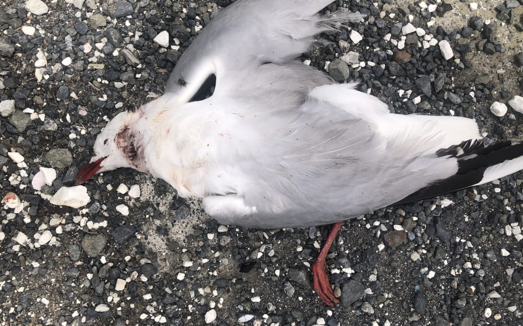Stray cats have been killing up to 10 threatened red-billed gulls a night near nesting sites on the Kaikōura Peninsula, a wildlife rehabilitator says.