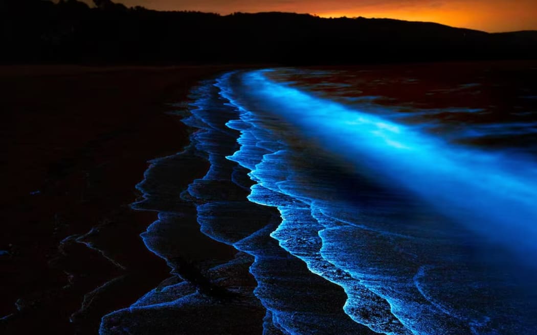 At night, the algae takes on a vibrant blue "glow".