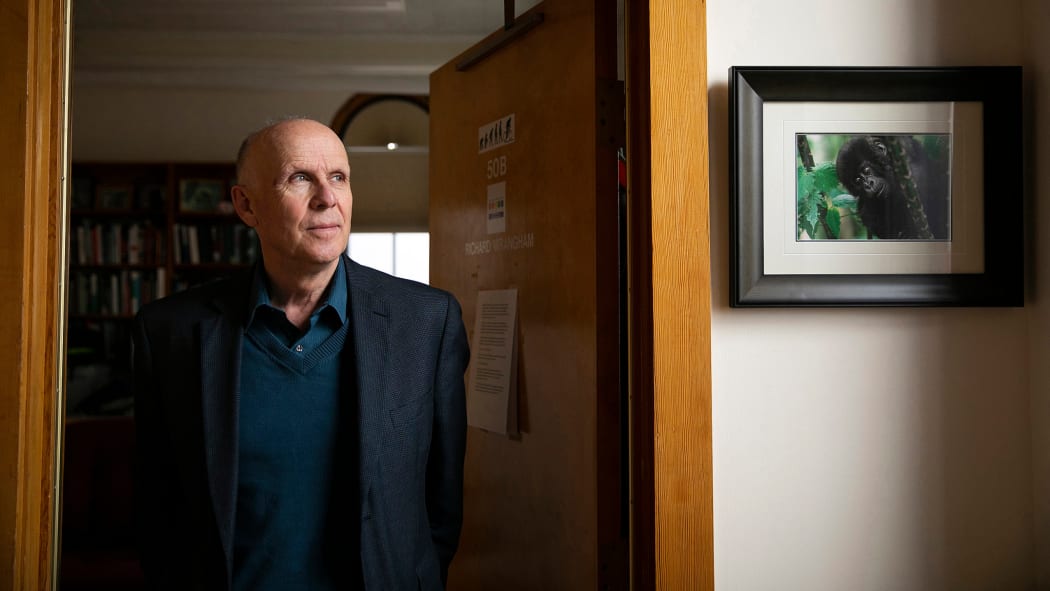 Richard Wrangham in his office in the Peabody Museum at Harvard University.
